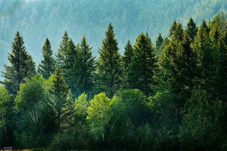 environment